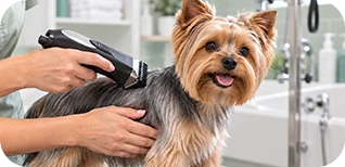 Banho e tosa na clincia veterinaria em itajuba ceamev