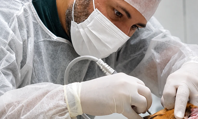 Sala cirúrgica de clínica veterinária em Itajubá com estrutura profissional completa