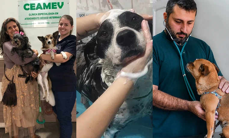 Serviços da clínica veterinária em Itajubá: consulta, cirurgia, banho e tosa