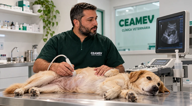 Exame veterinário para investigar cachorro vomitando o que fazer | CEAMEV Itajubá
